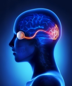Eyebrain Eye is for the Brain